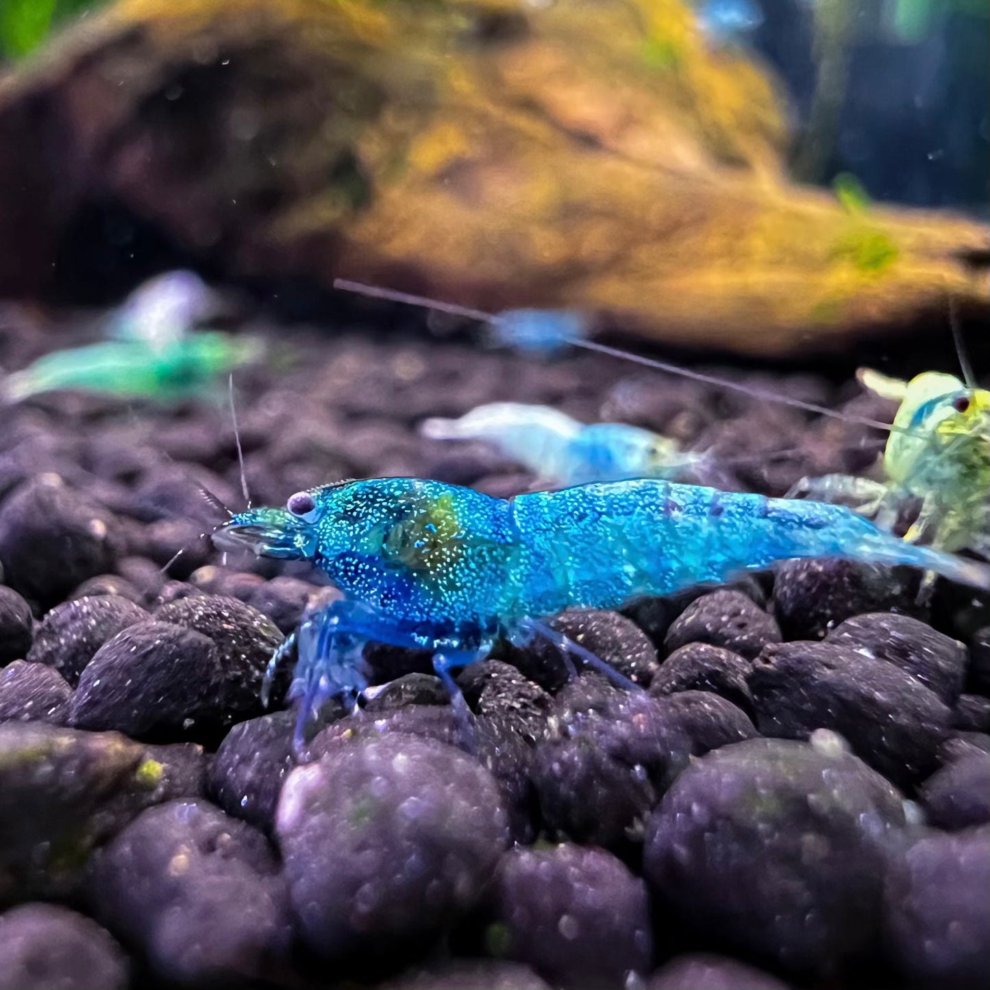 Blue Bolt Shrimp