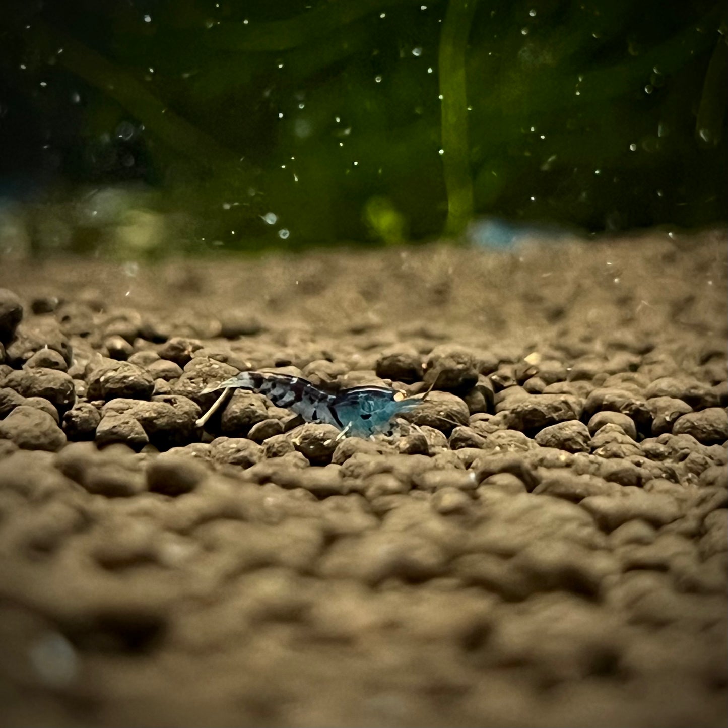 Orange Eye Blue Tiger Shrimp