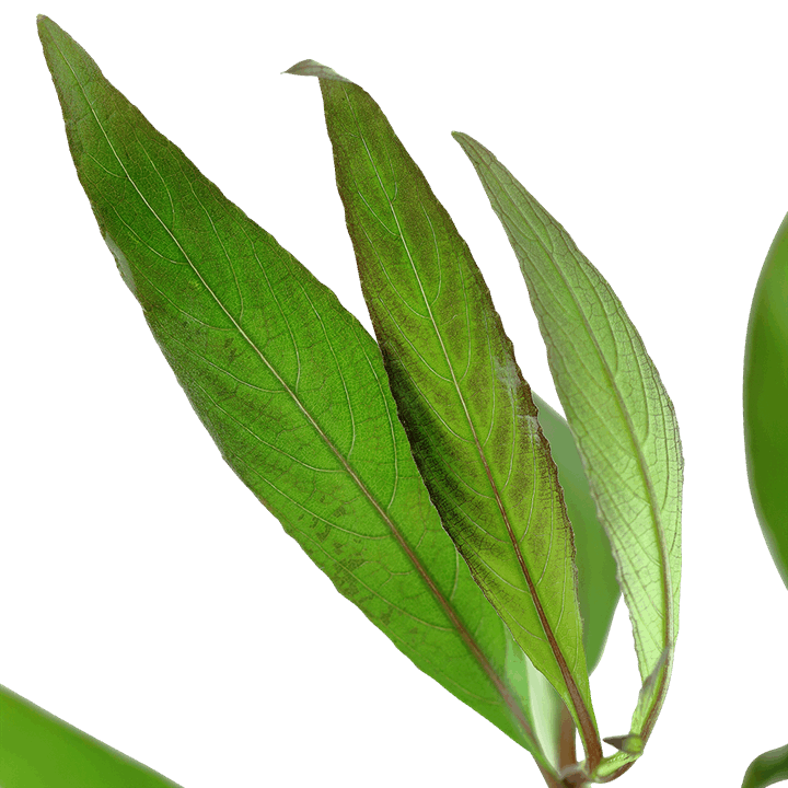 Hygrophila Angustifolia