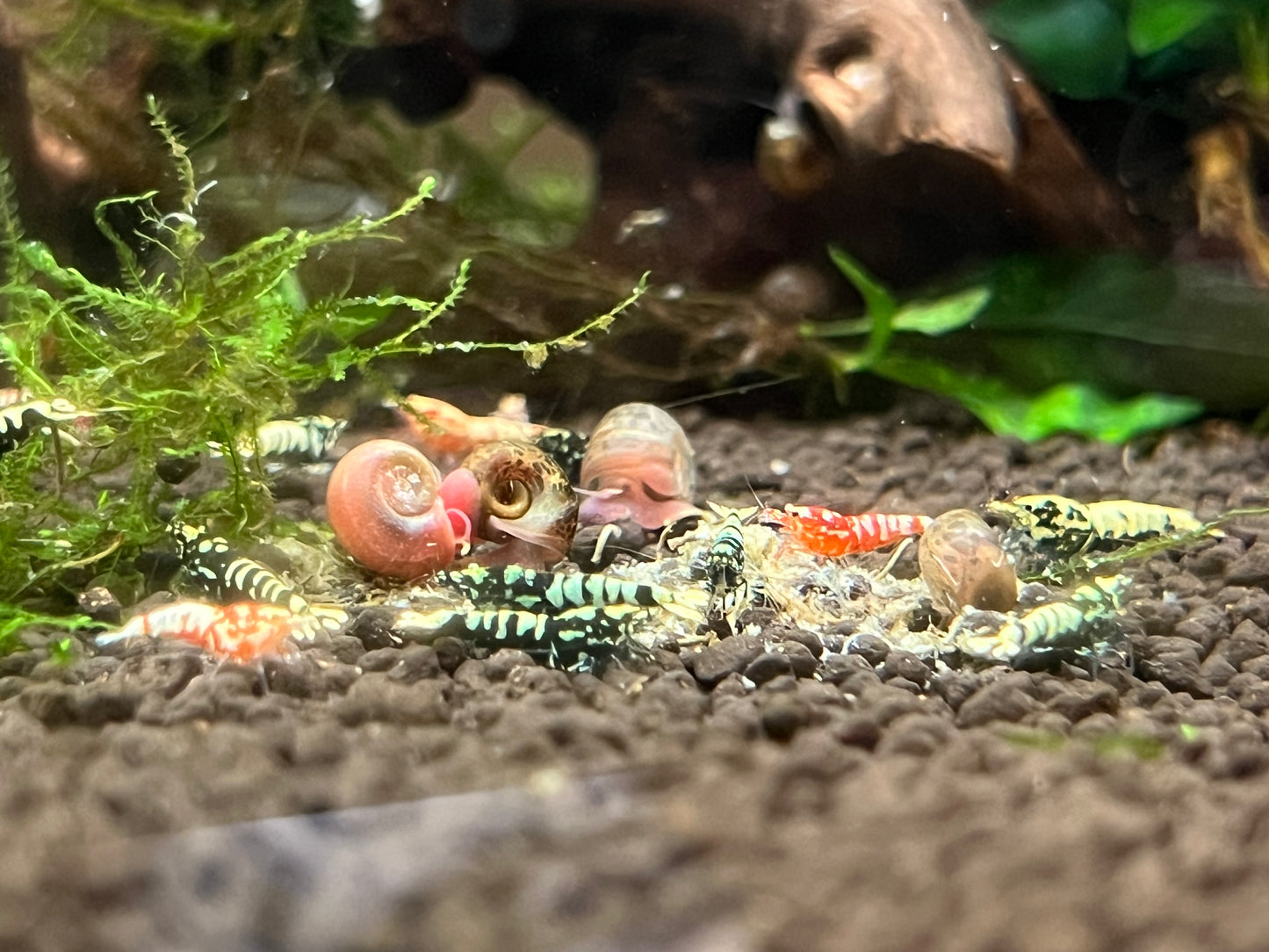 Red Galaxy Pinto Shrimp