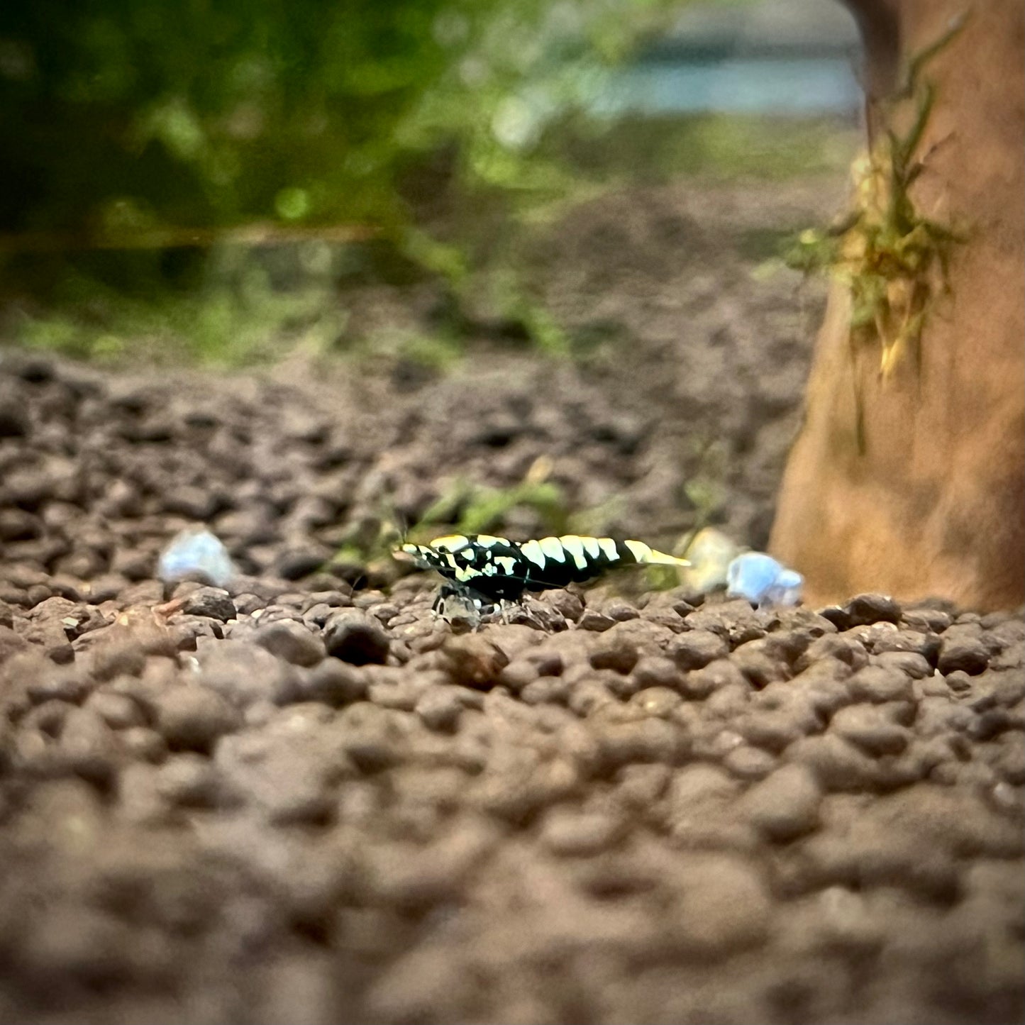 Black Galaxy Pinto Shrimp