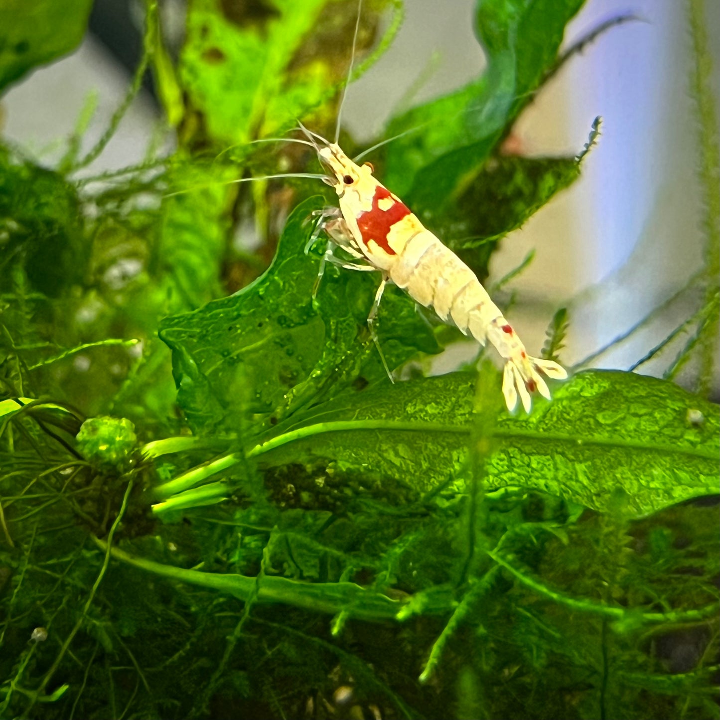 Crystal Red Shrimp