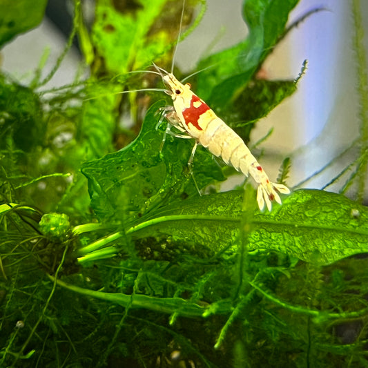Crystal Red Shrimp