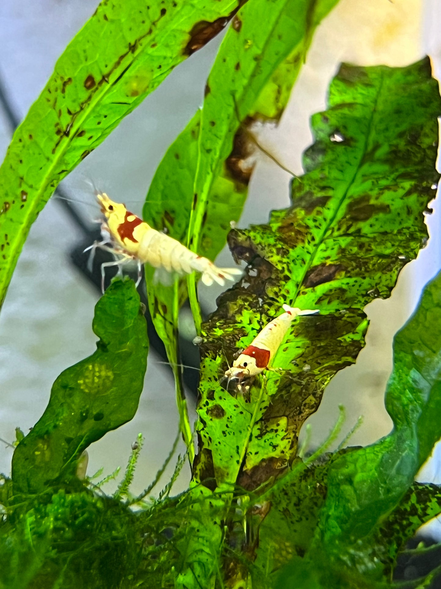 Crystal Red Shrimp