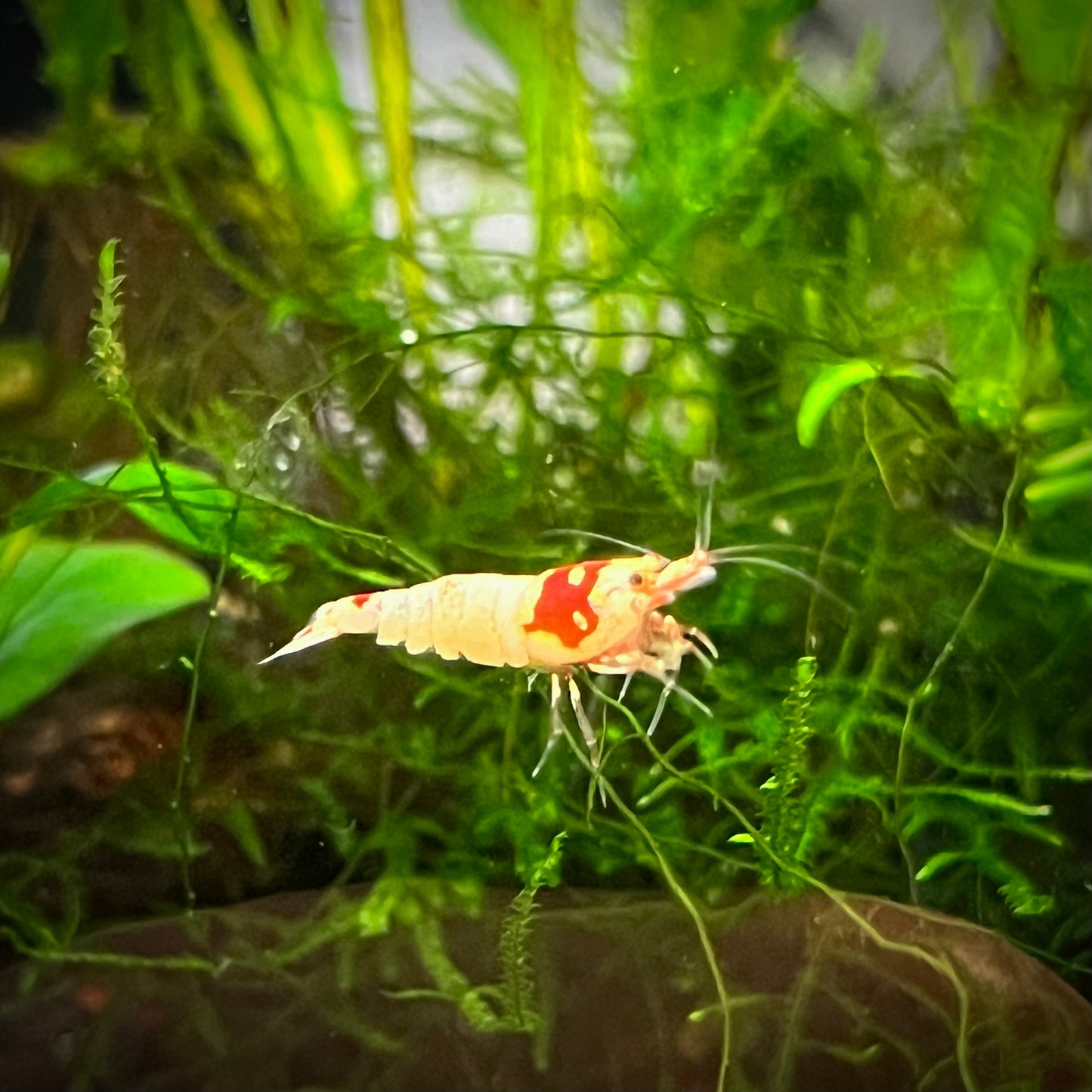 Crystal Red Shrimp