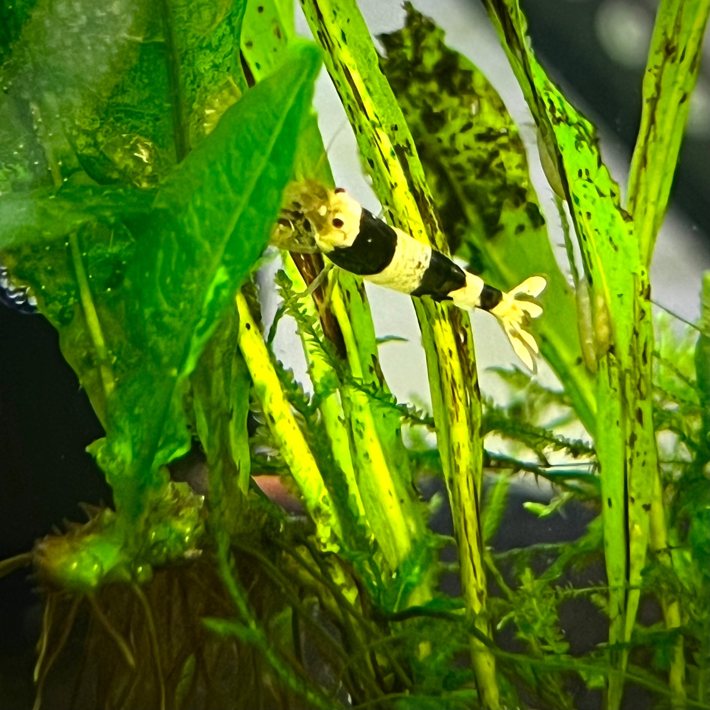 Crystal Black Shrimp