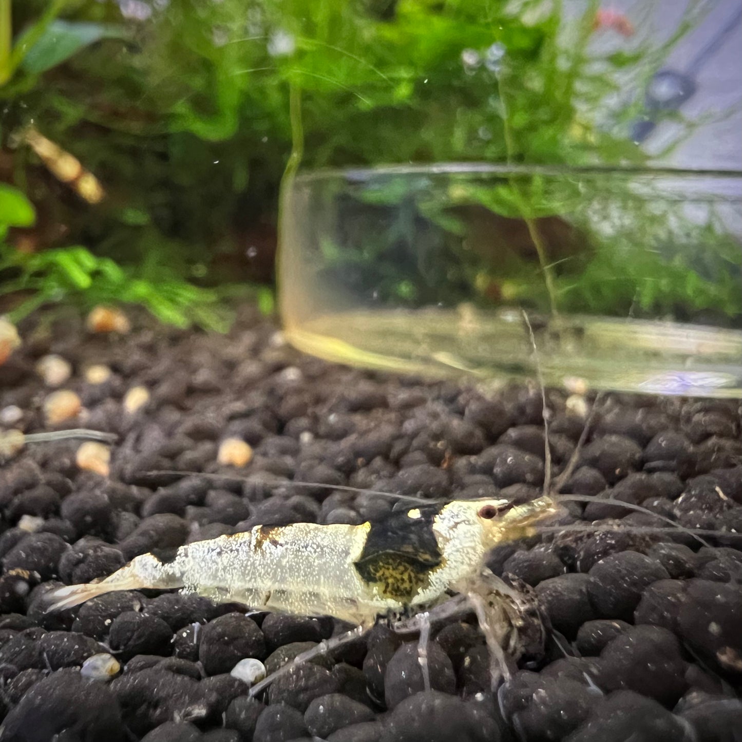 Crystal Black Shrimp