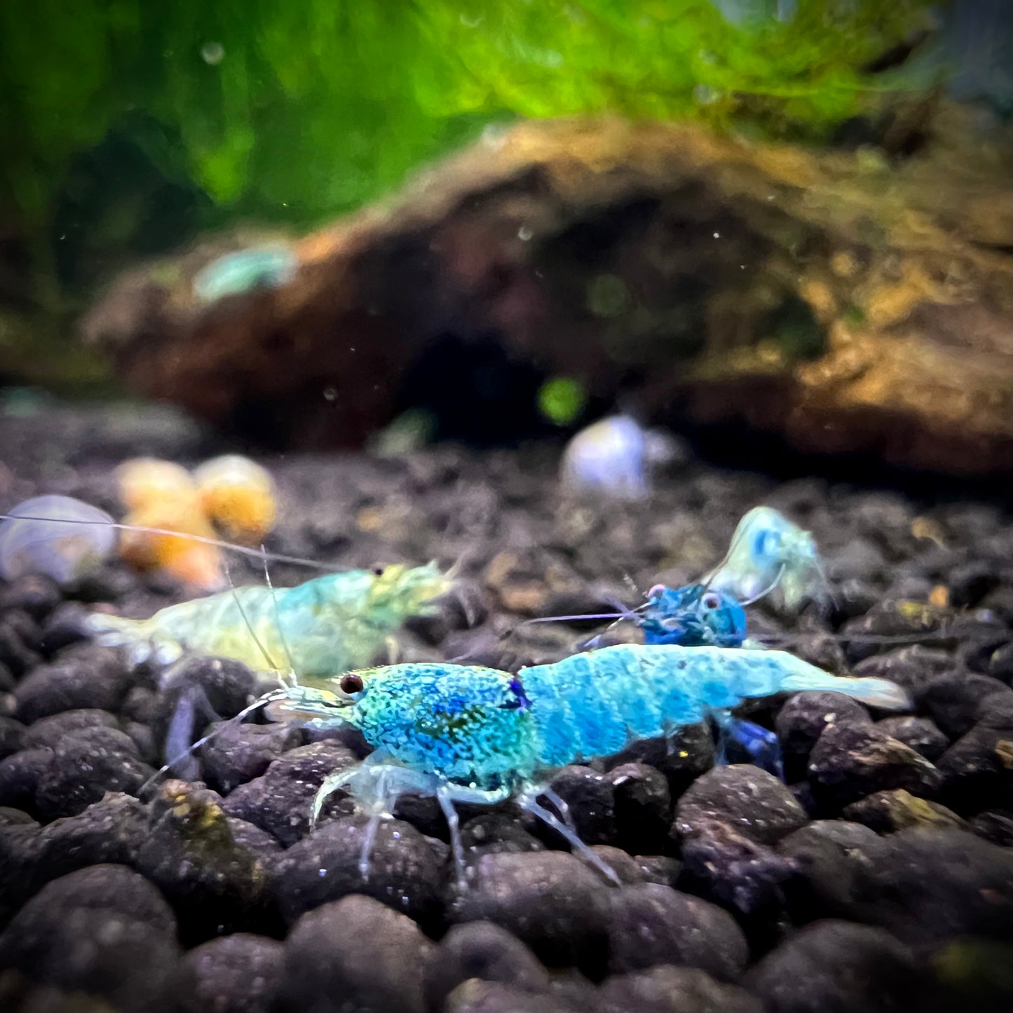 Blue Bolt Shrimp