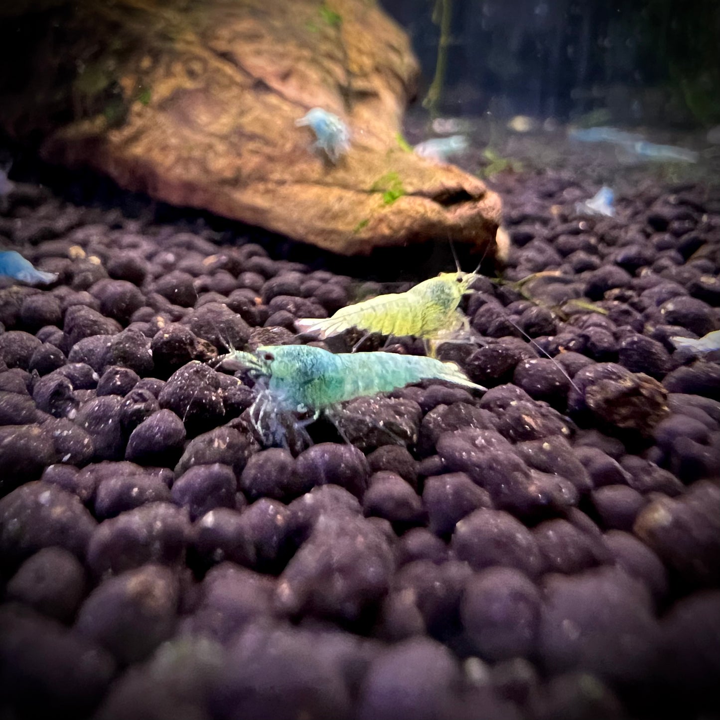 Blue Bolt Shrimp