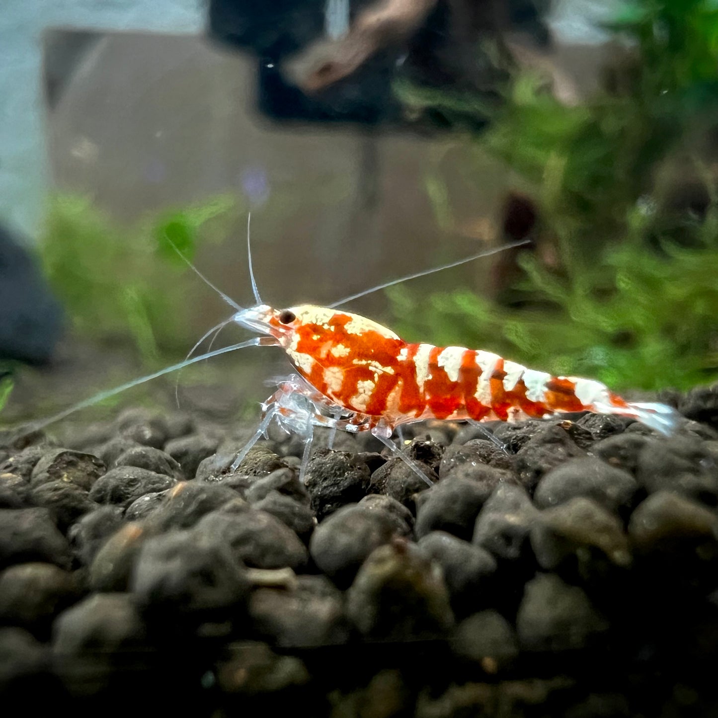 Red Galaxy Pinto Shrimp