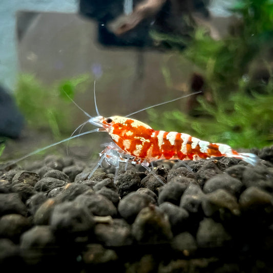 Red Galaxy Pinto Shrimp