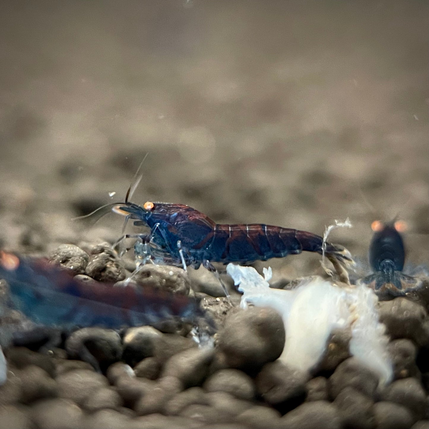 Orange Eye Blue Tiger Shrimp