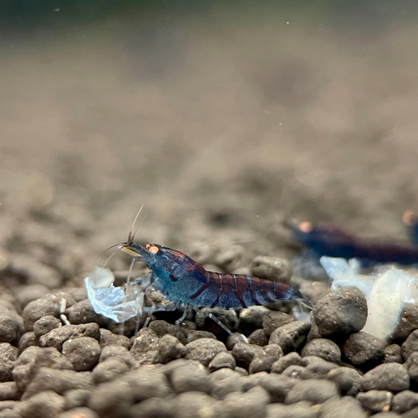 Orange Eye Blue Tiger Shrimp