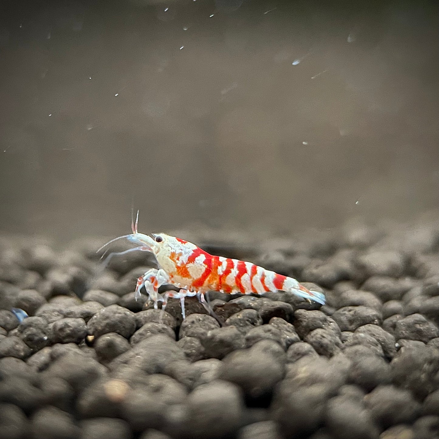 Red Fancy Tiger Shrimp