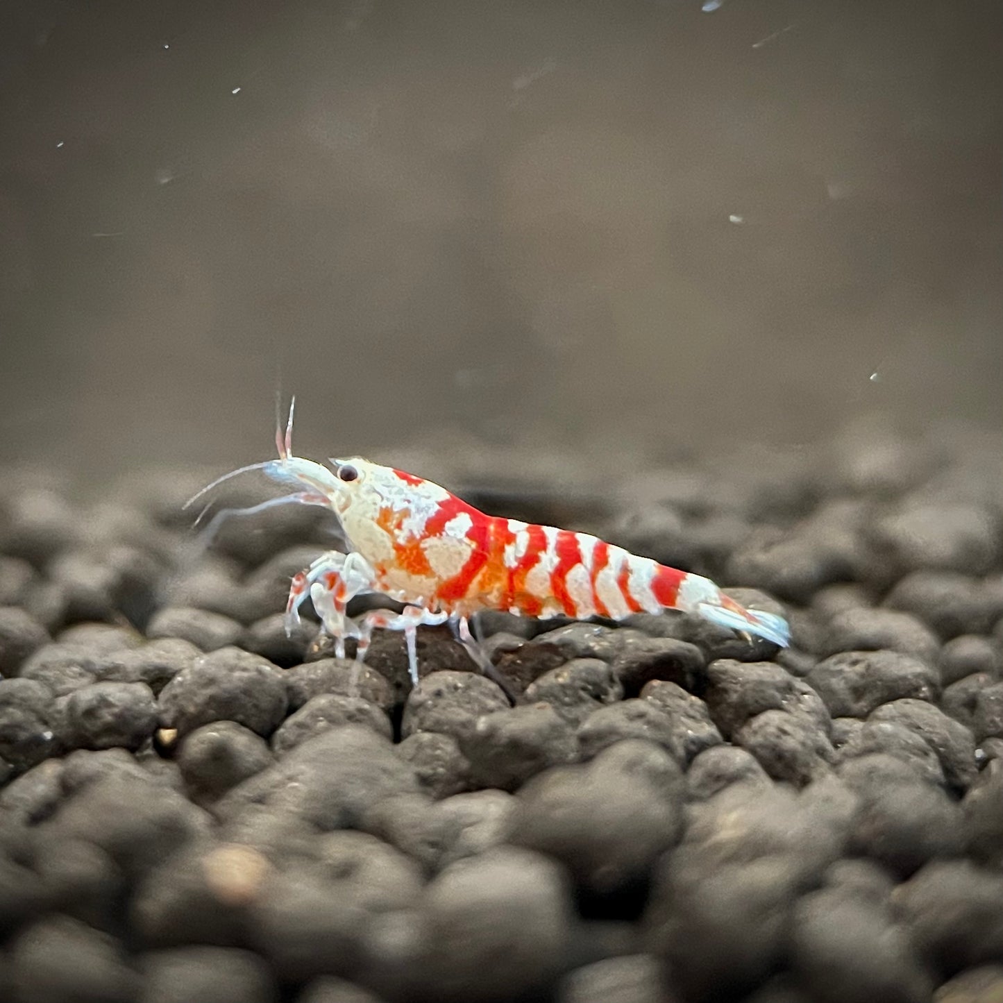 Red Fancy Tiger Shrimp