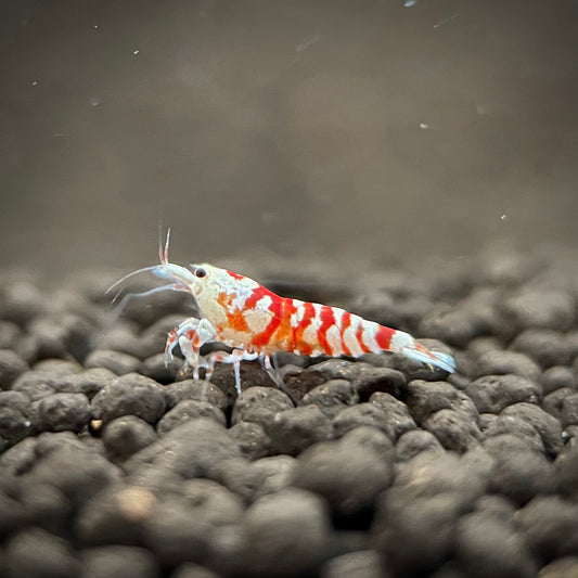 Red Fancy Tiger Shrimp