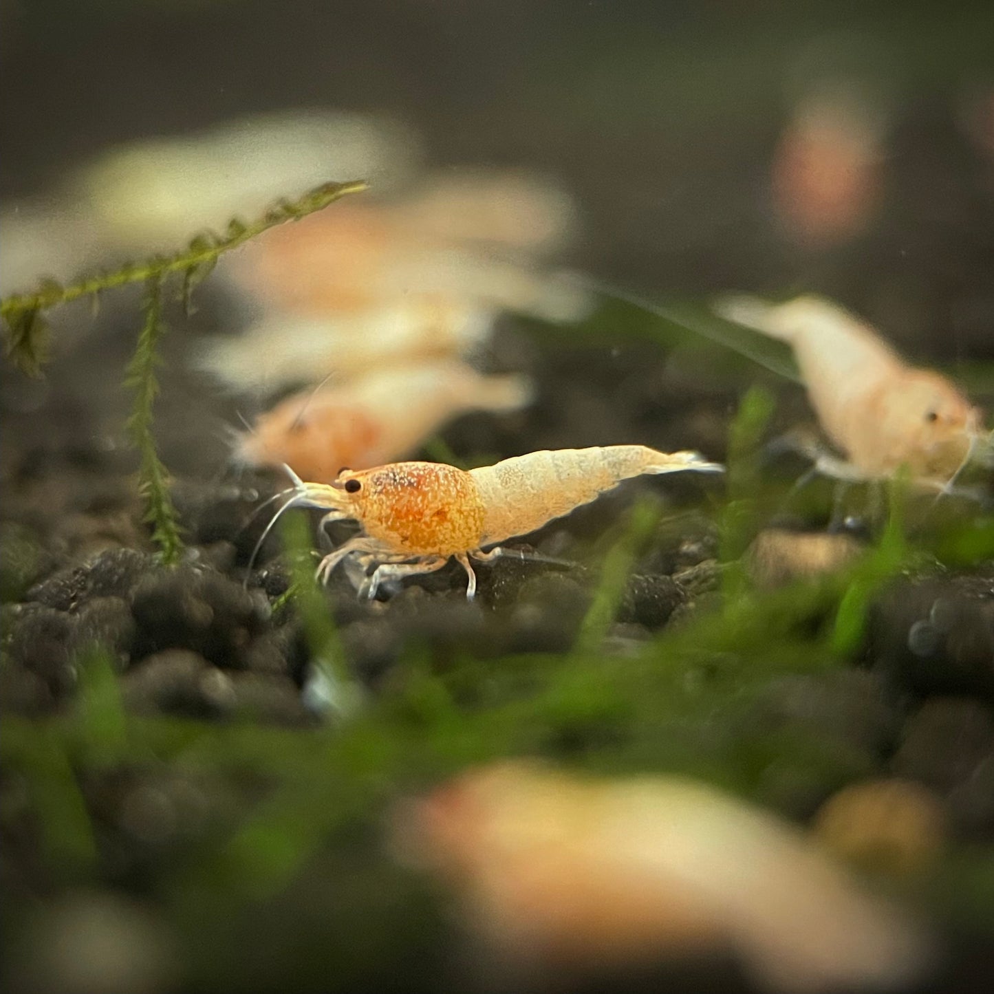 Golden Bee Shrimp