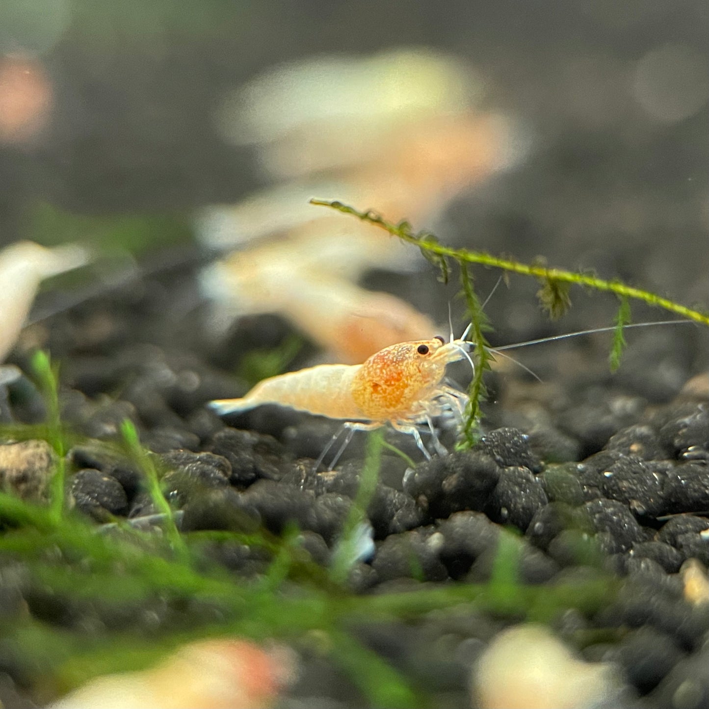 Golden Bee Shrimp