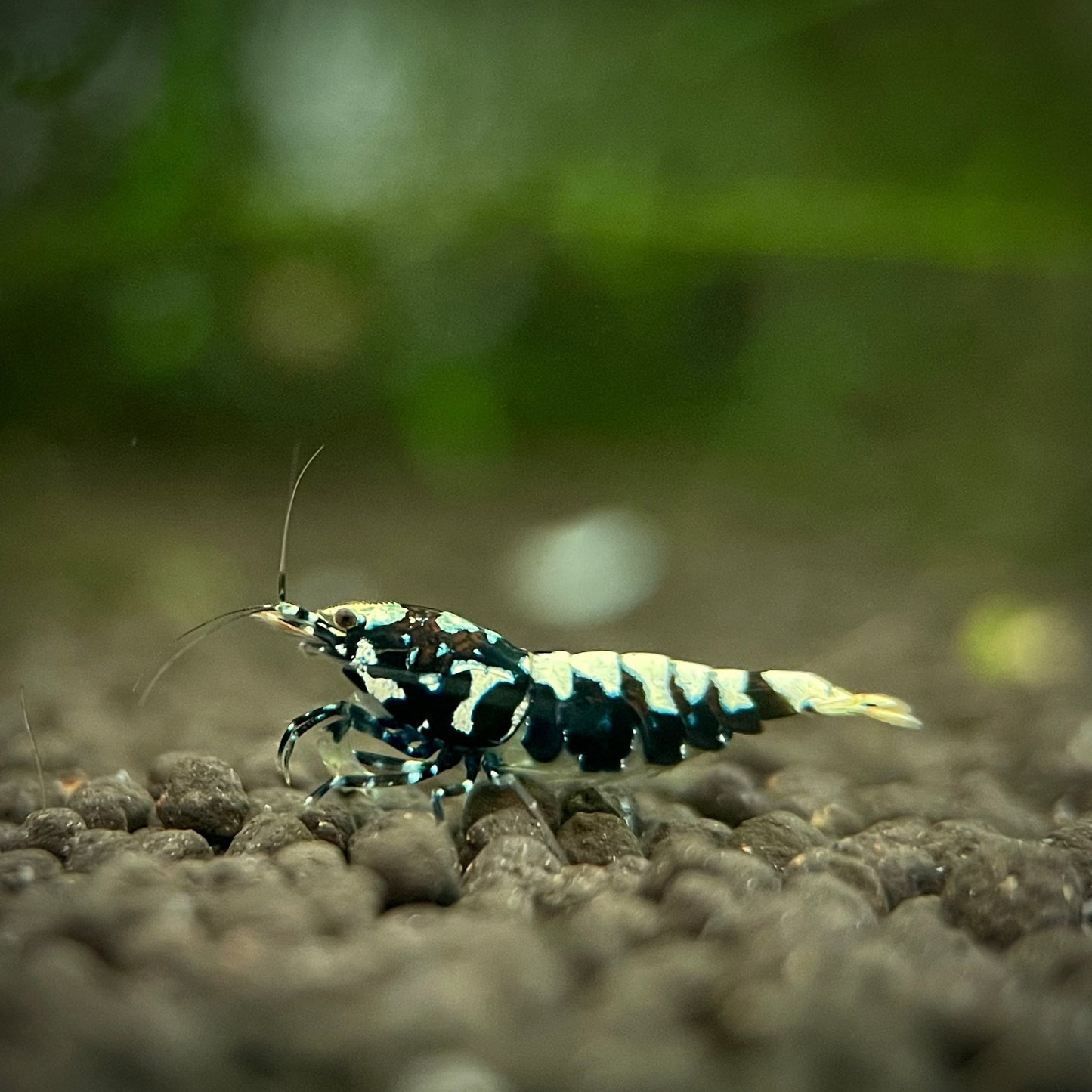 Black Galaxy Pinto Shrimp