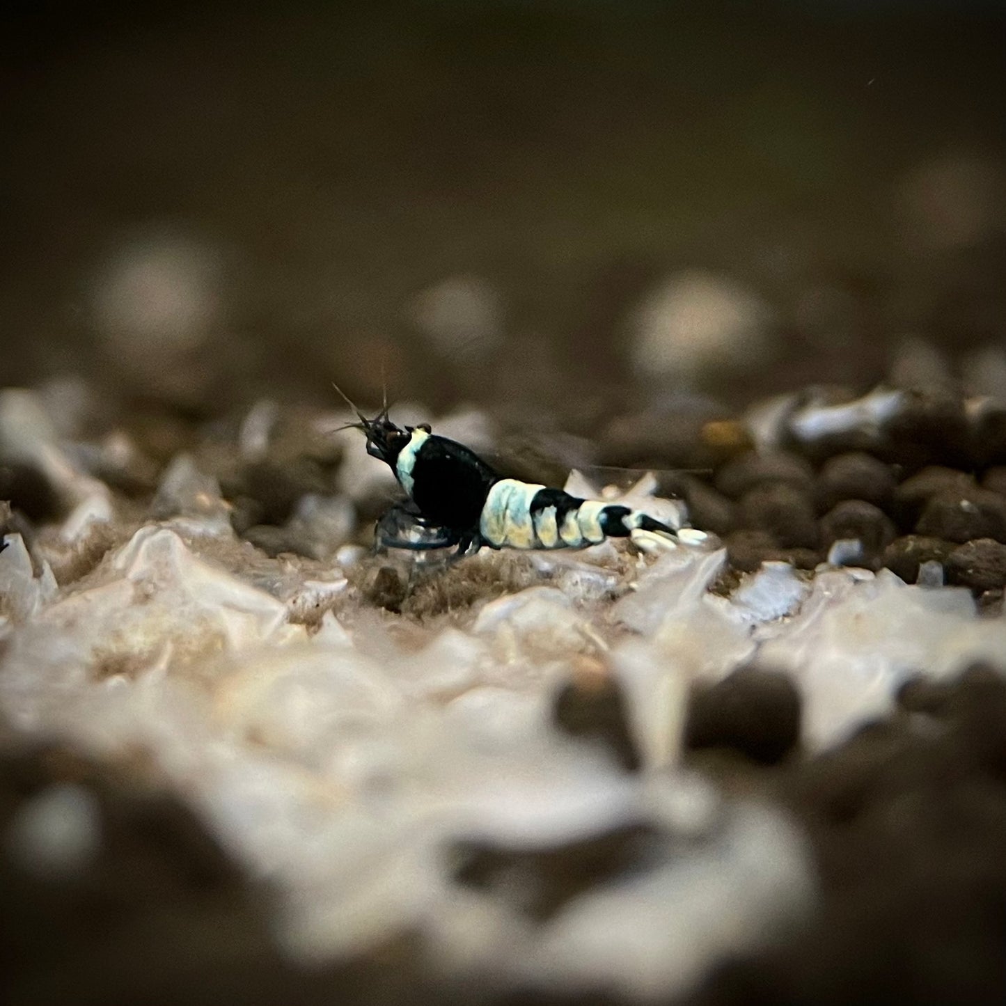 Shadow Panda King Kong Shrimp