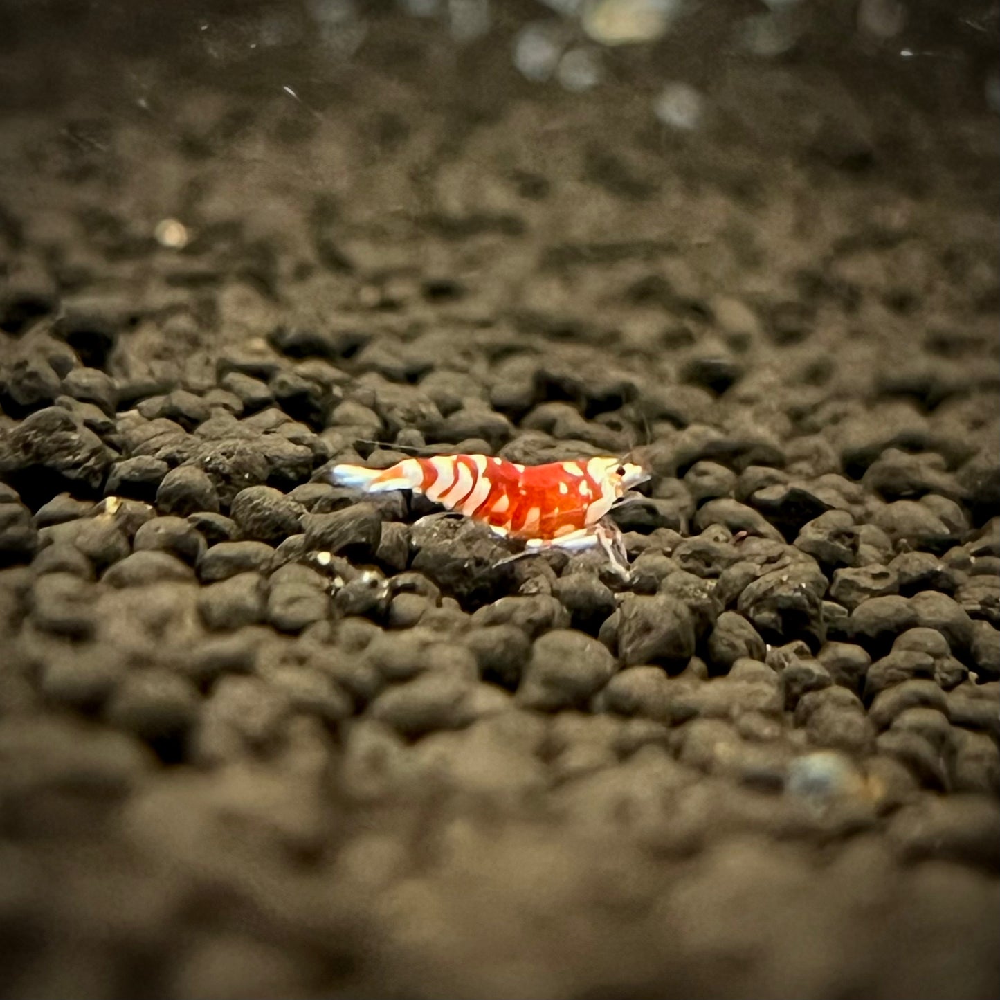 Red Fancy Tiger Shrimp