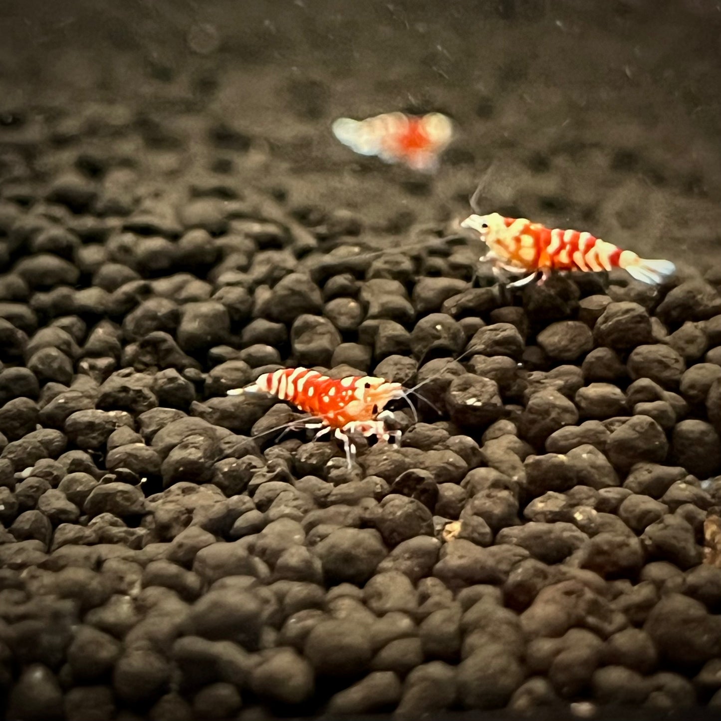Red Fancy Tiger Shrimp
