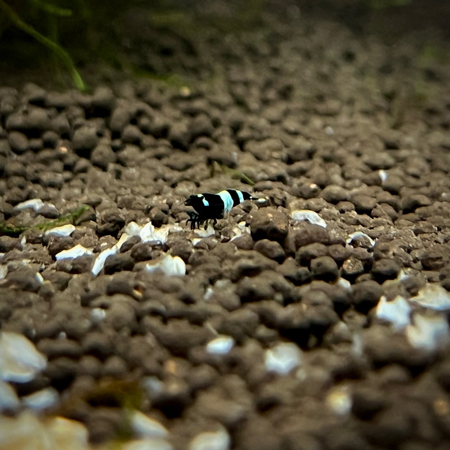 Shadow Panda King Kong Shrimp