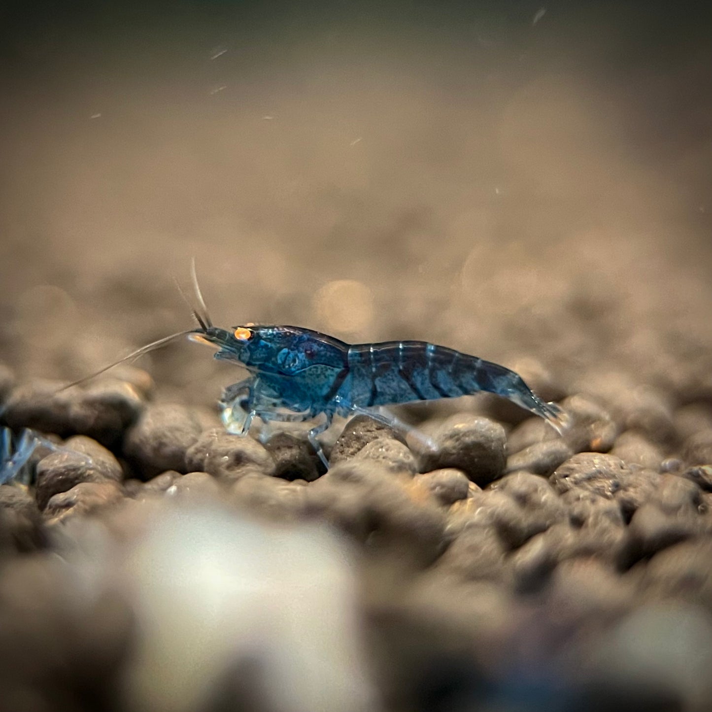 Orange Eye Blue Tiger Shrimp