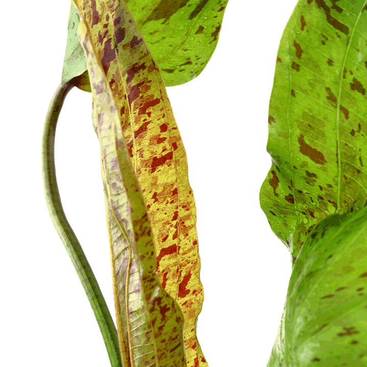 Echinodorus 'Ozelot Green'