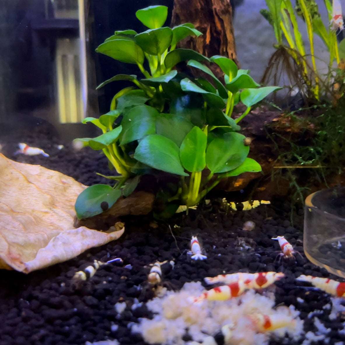 Anubias Nana Petite