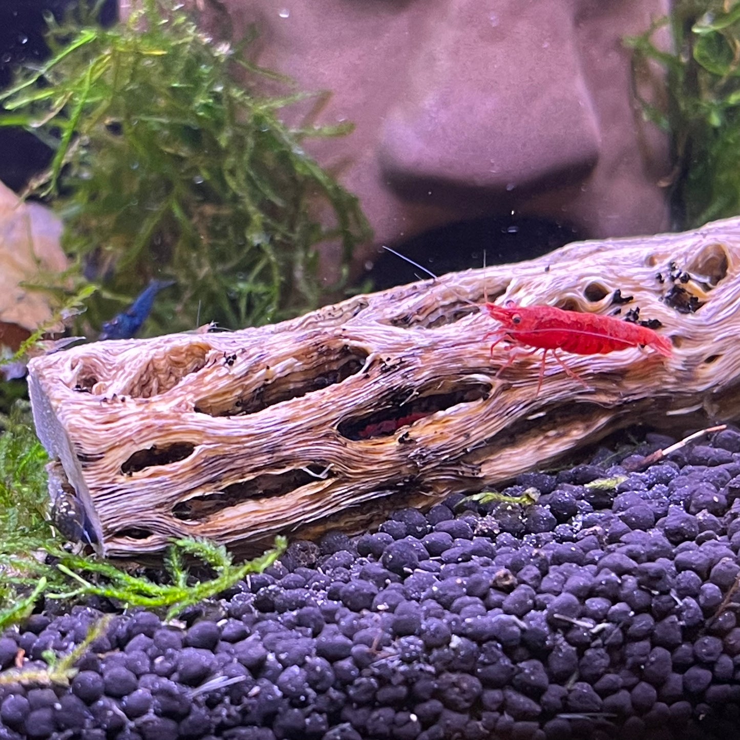 Cherry Red Shrimp