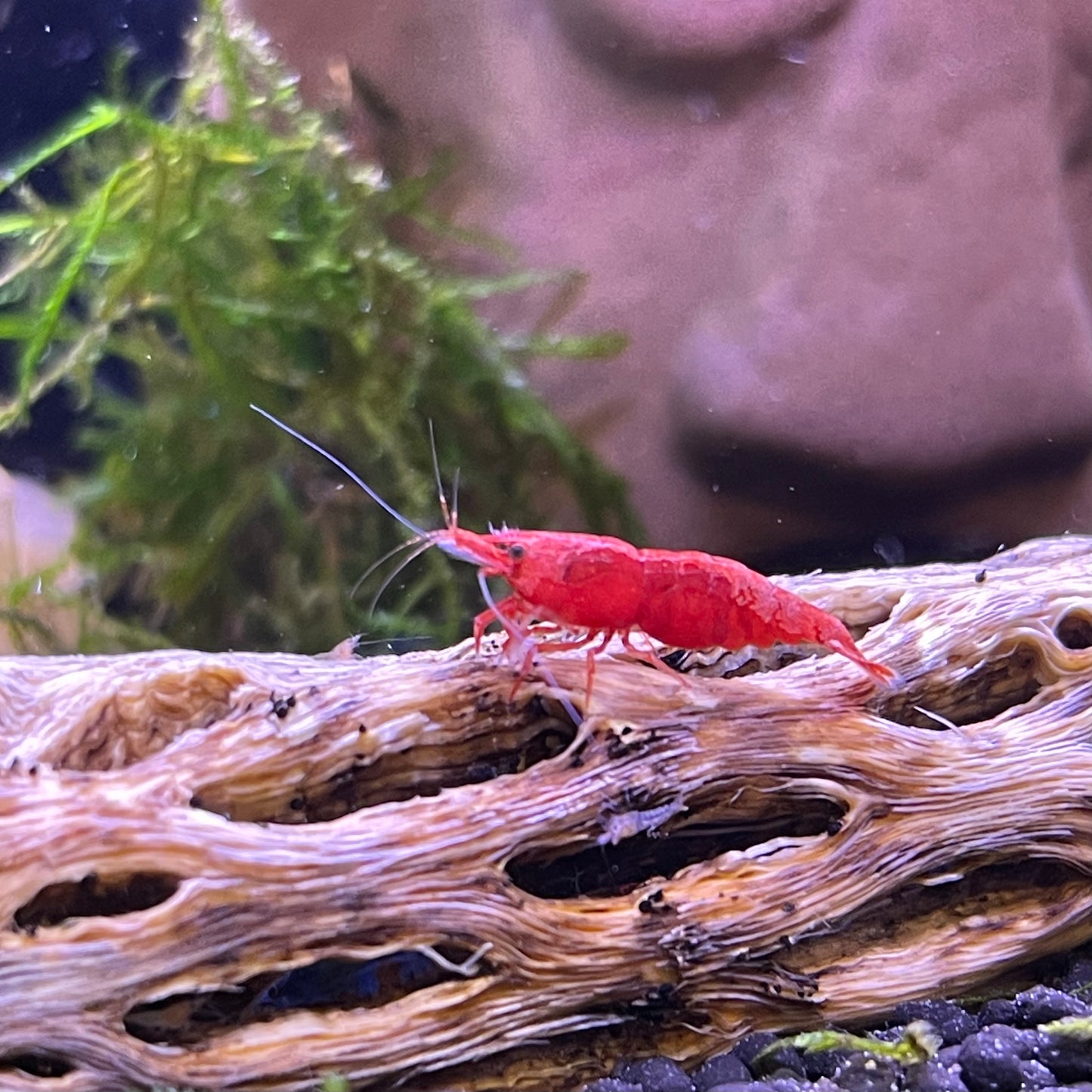 Cherry Red Shrimp