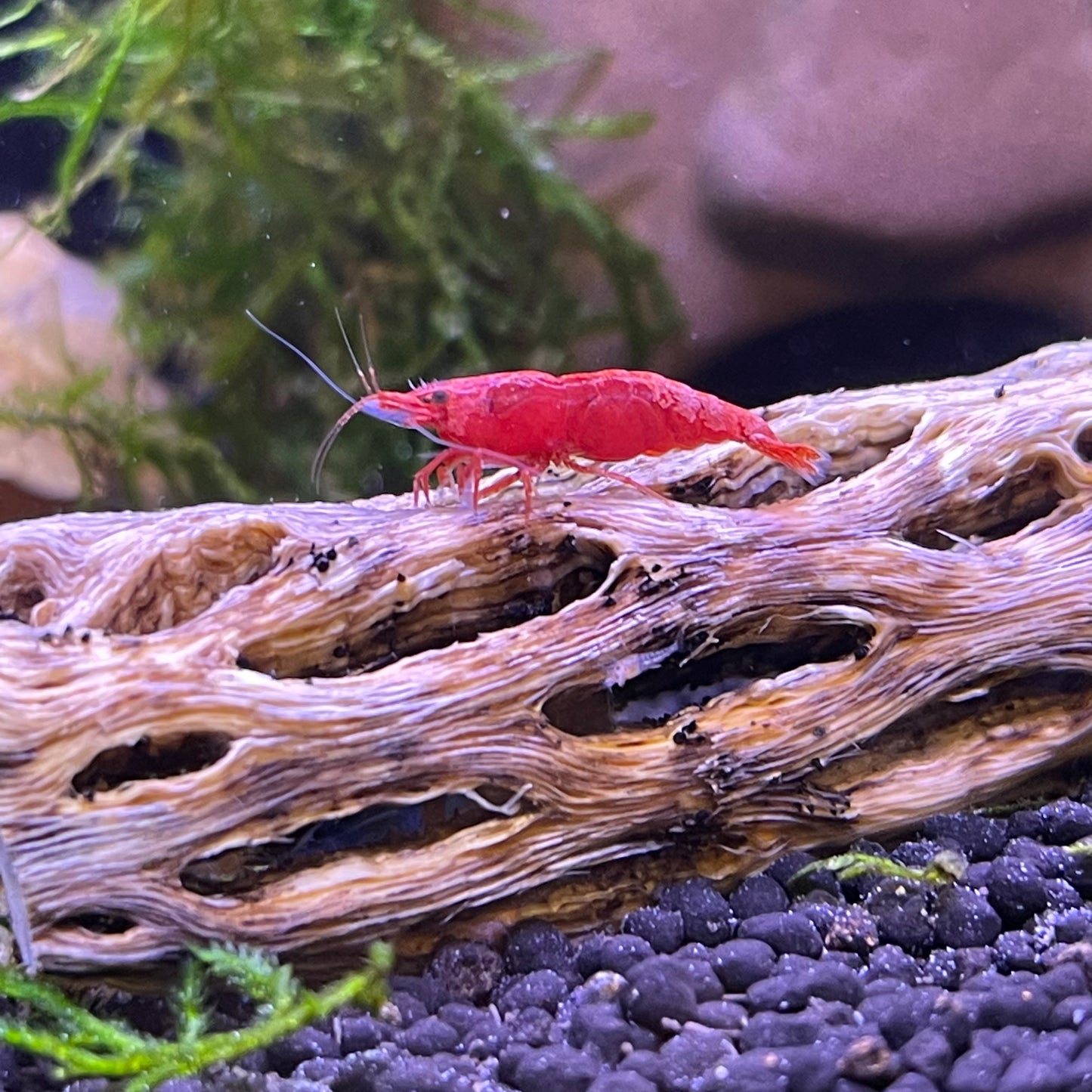 Cherry Red Shrimp