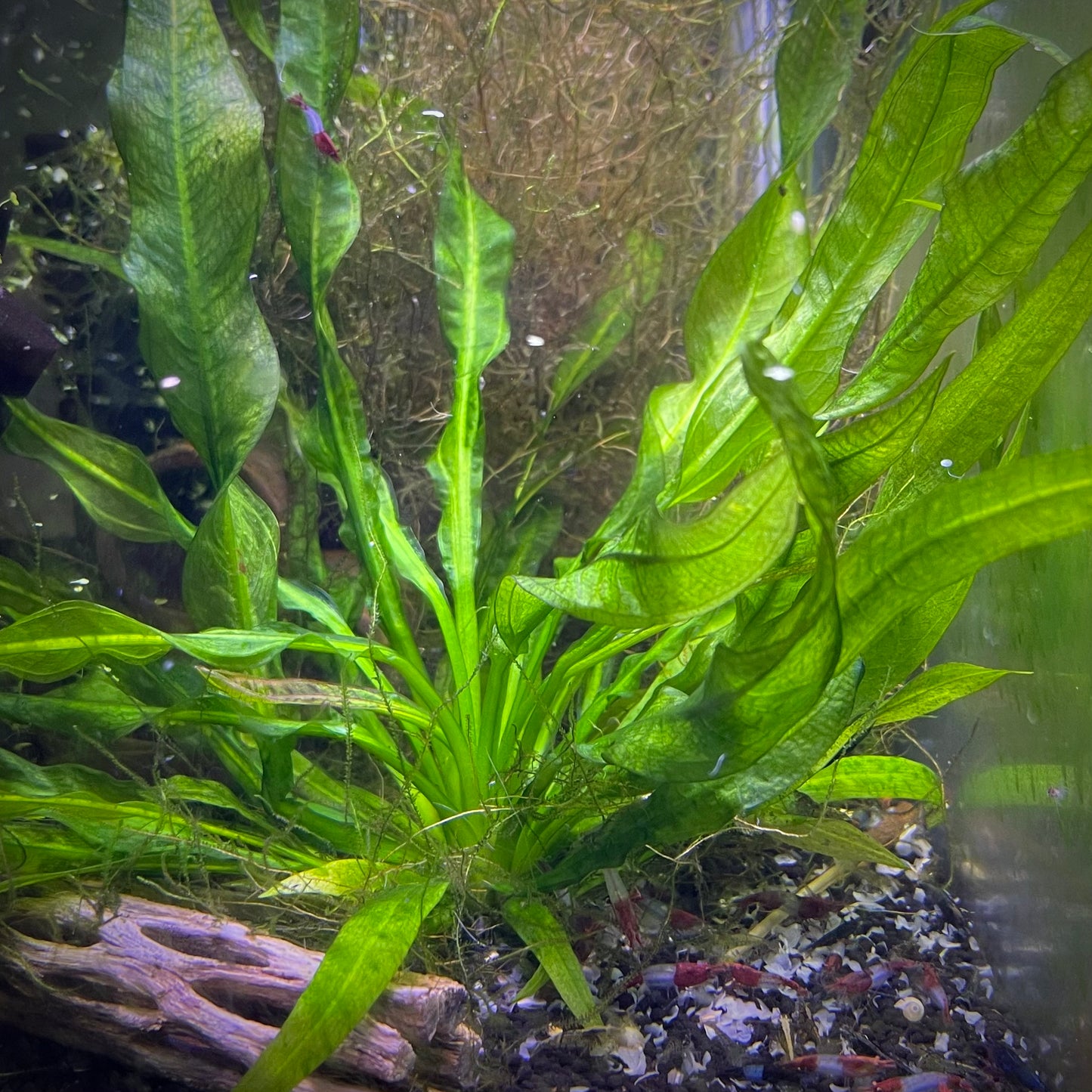 Java Fern