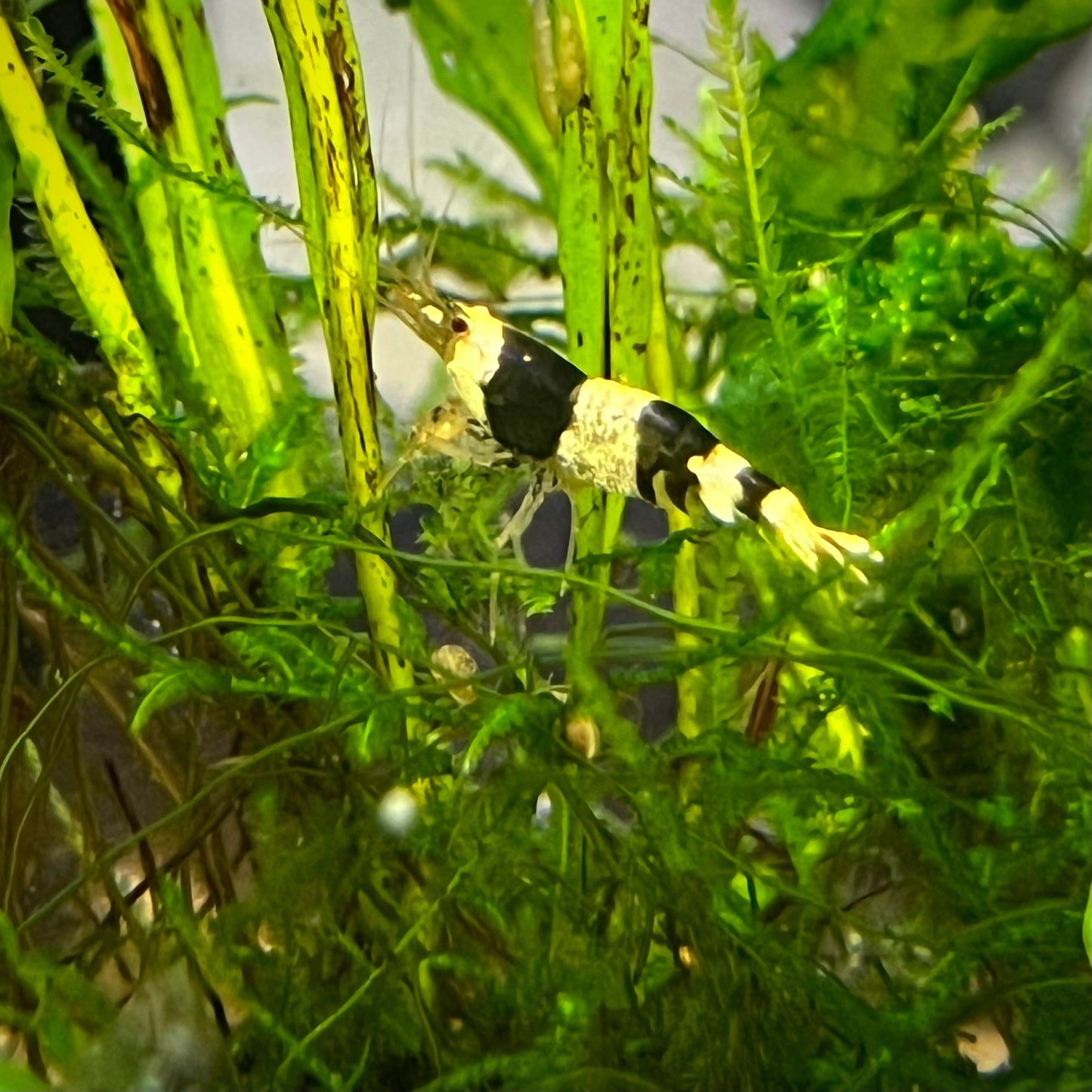 Crystal Black Shrimp