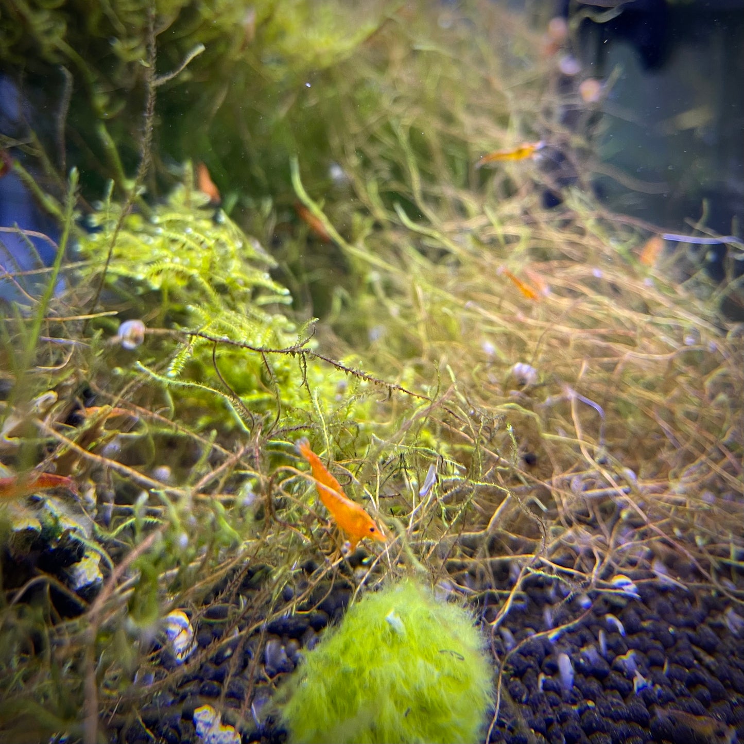 Orange Sunkist Shrimp