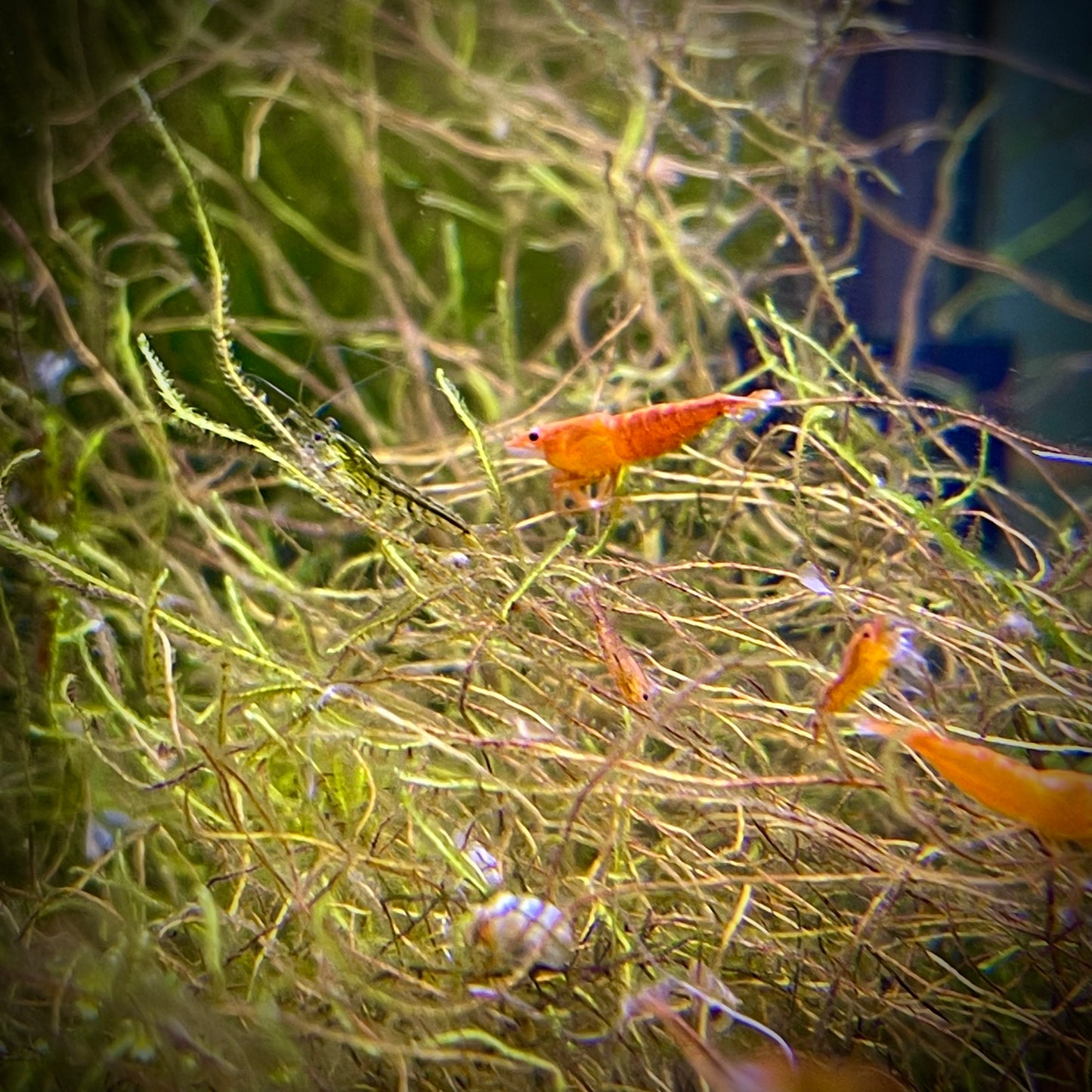 Orange Sunkist Shrimp