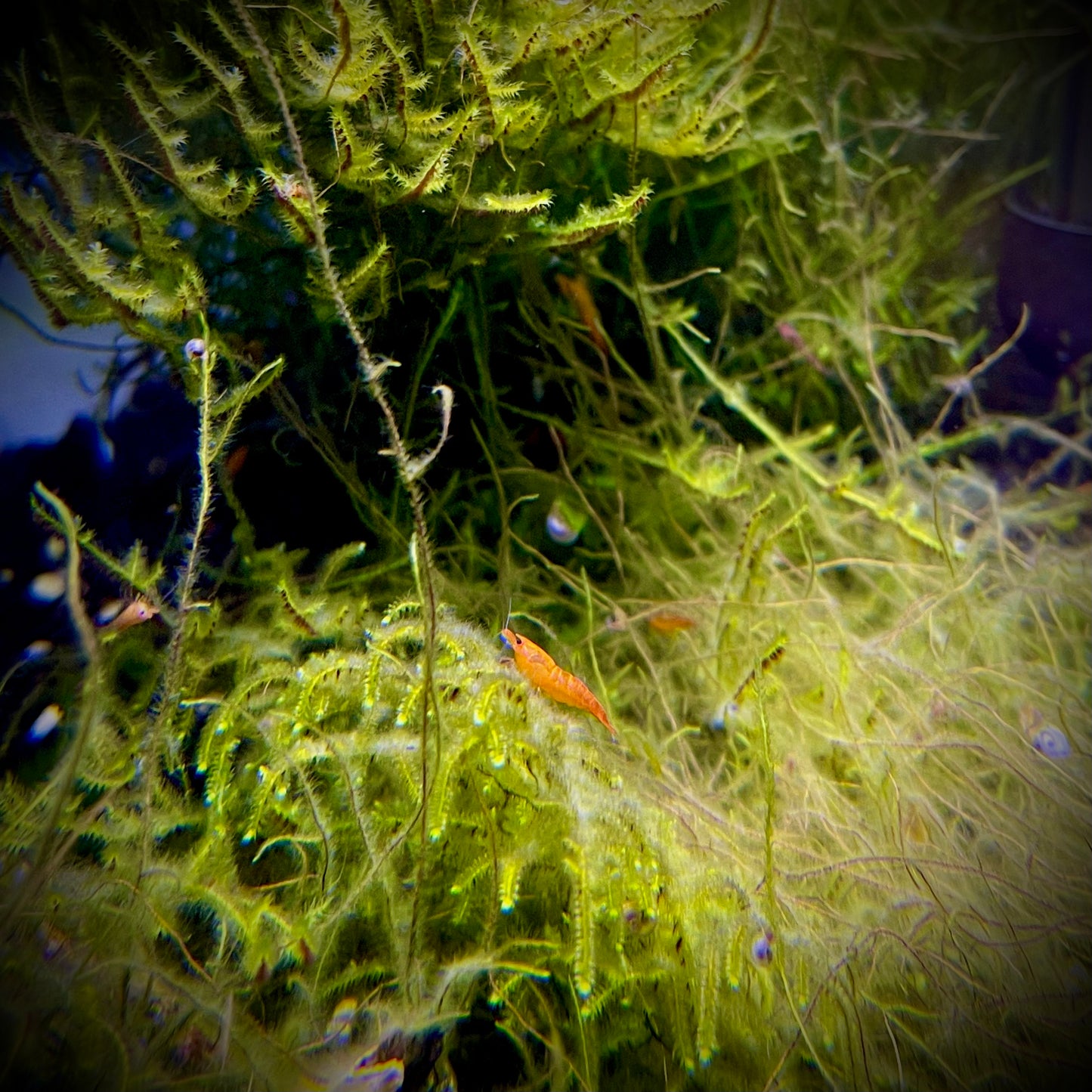 Orange Sunkist Shrimp