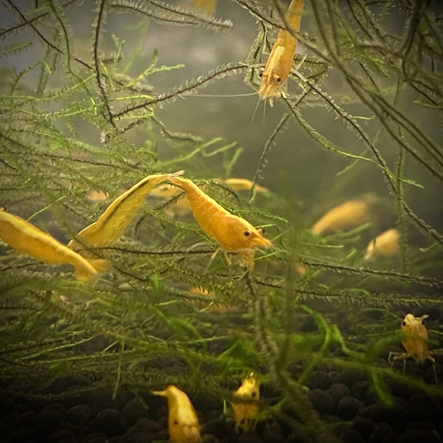 Yellow Racer Shrimp