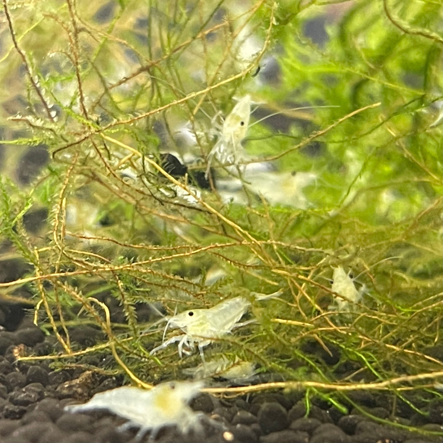 Snowball Shrimp