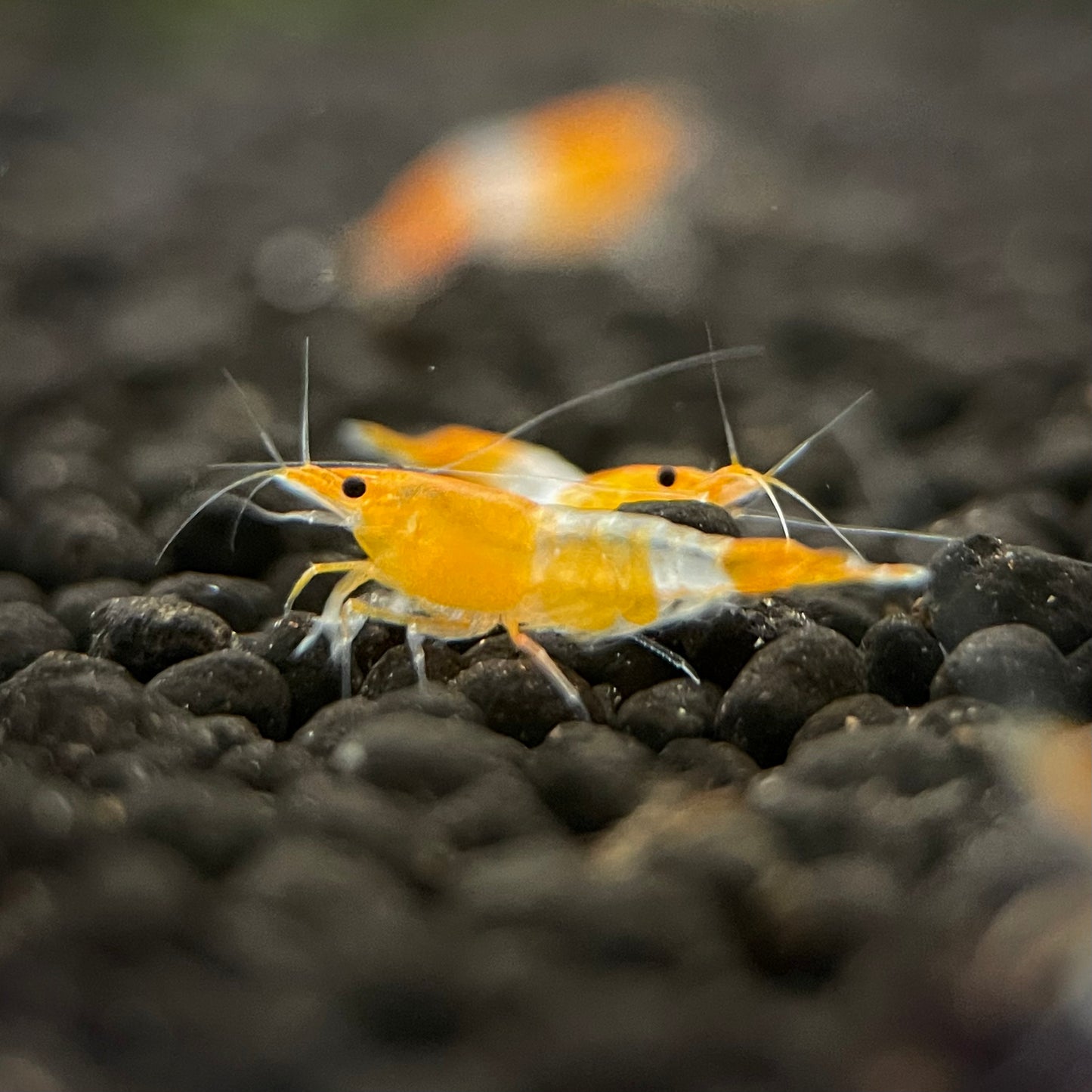 Orange Rili Shrimp