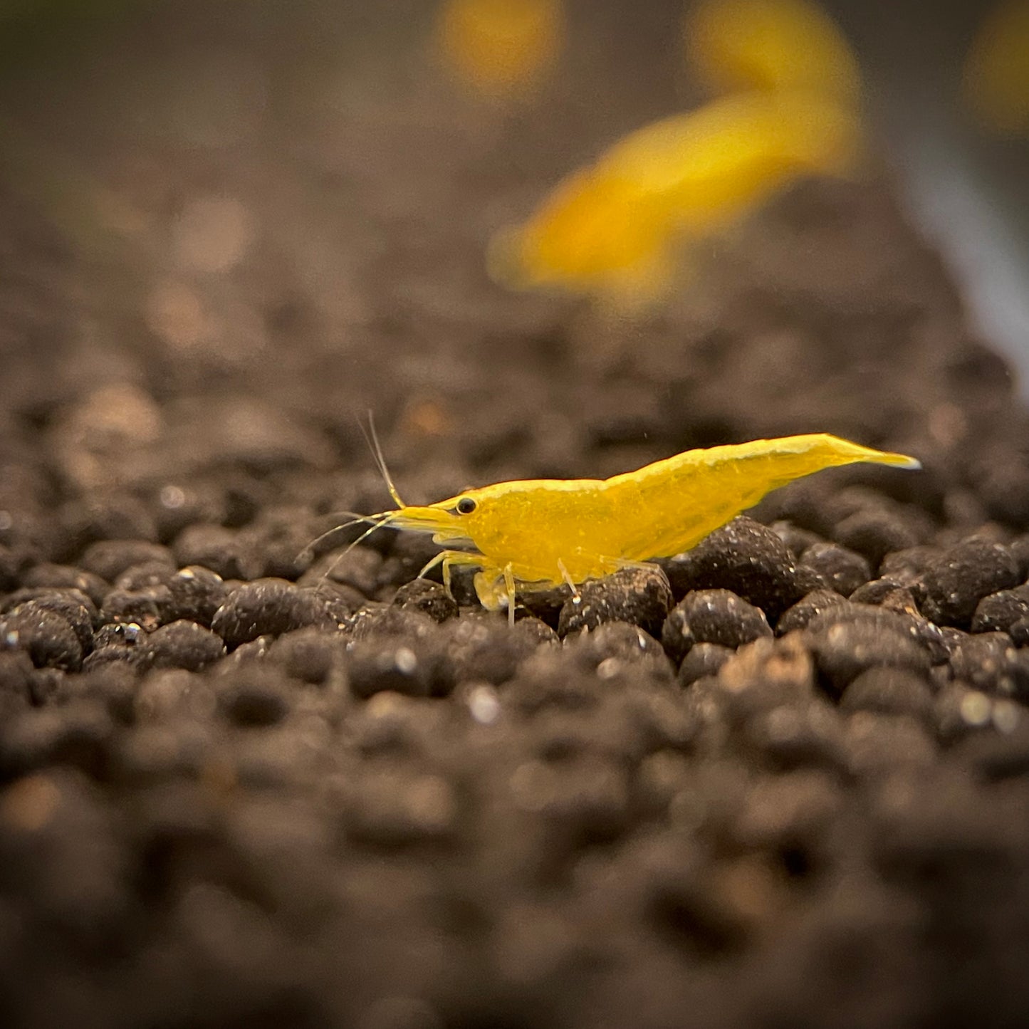 Yellow Racer Shrimp