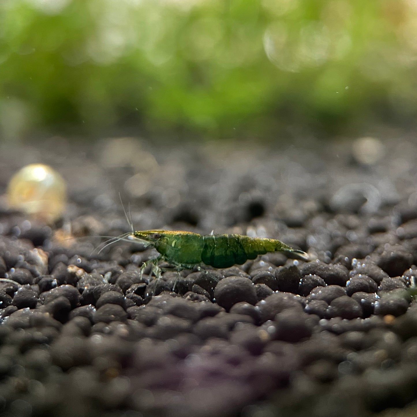 Green Jade Shrimp