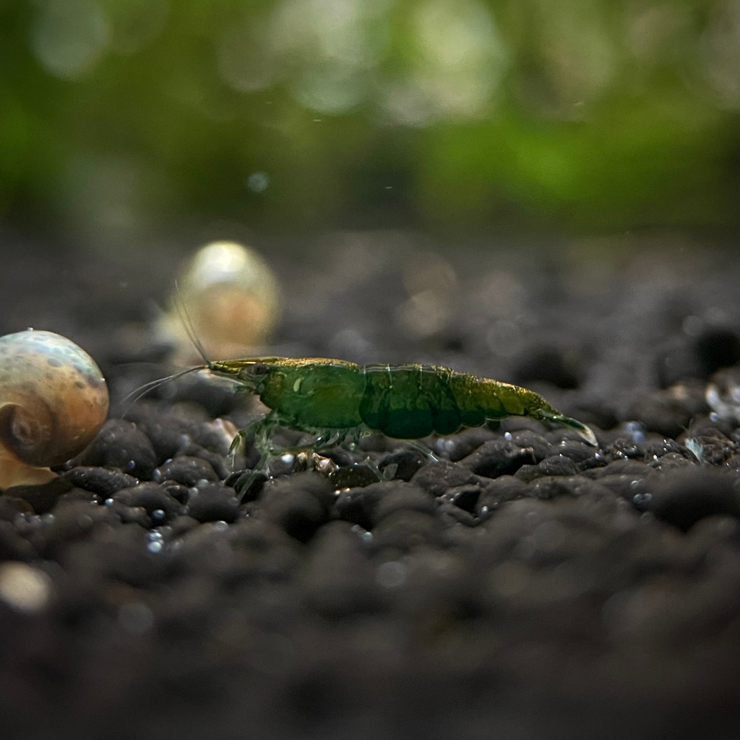 Green Jade Shrimp