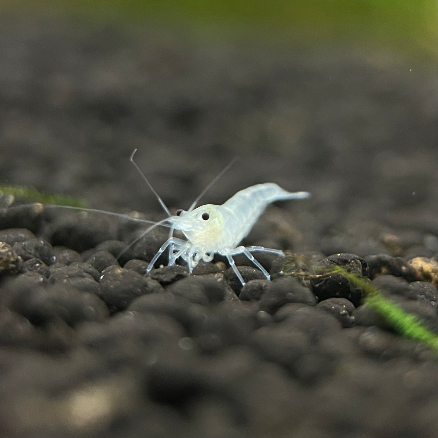 Snowball Shrimp