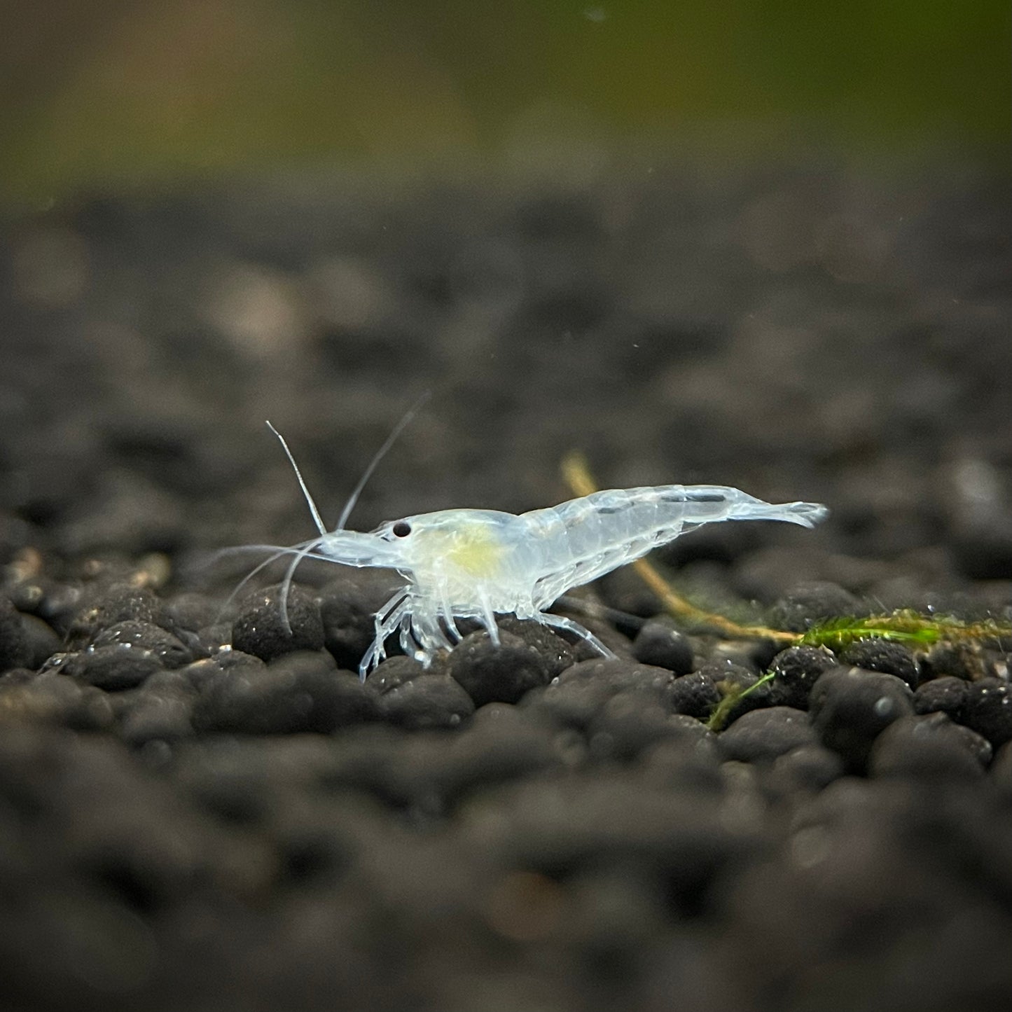 Snowball Shrimp