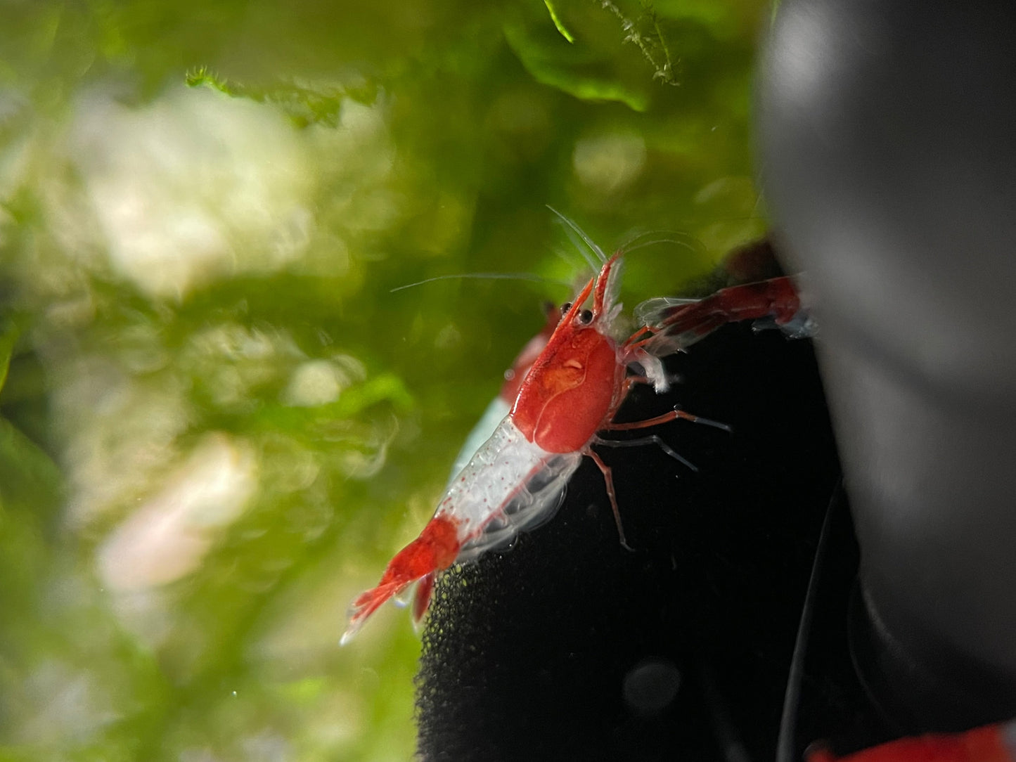 Red Rili Shrimp