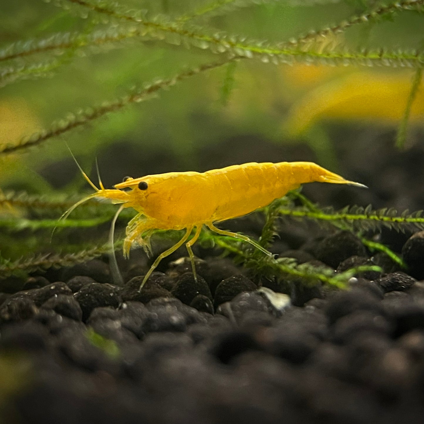 Yellow Racer Shrimp