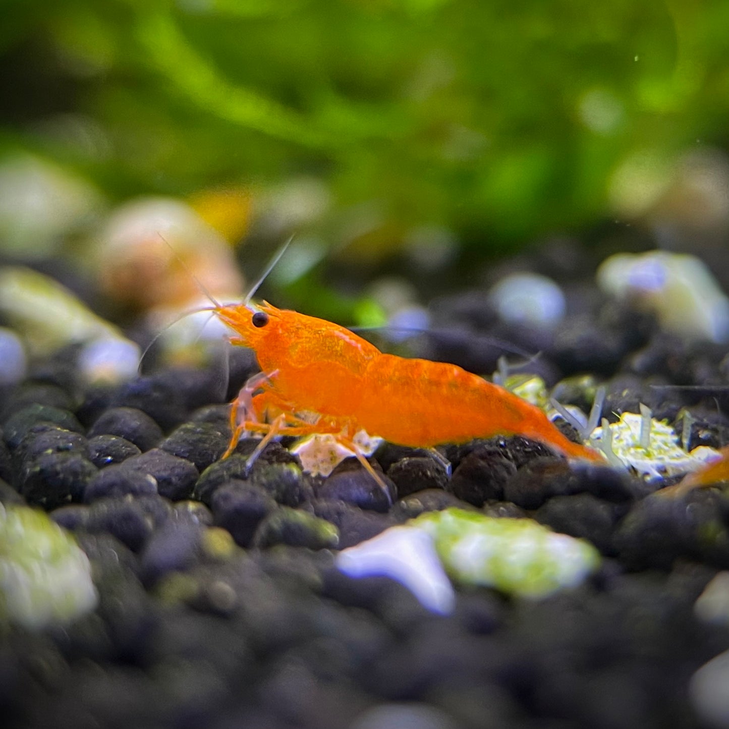 Orange Sunkist Shrimp