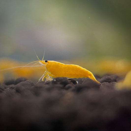 Yellow Racer Shrimp